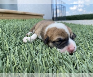 Pembroke Welsh Corgi Puppy for sale in ARTHUR, IL, USA