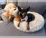 Small #2 Miniature Pinscher Mix