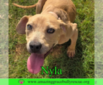 Small Labrador Retriever Mix