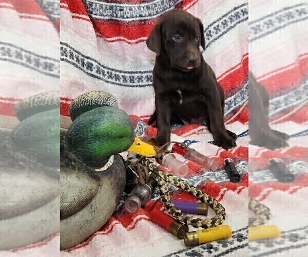 Medium Photo #3 Labrador Retriever Puppy For Sale in MERIDEN, KS, USA