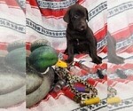 Small Photo #3 Labrador Retriever Puppy For Sale in MERIDEN, KS, USA