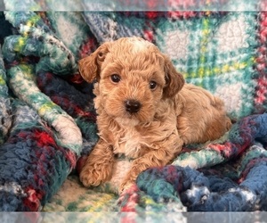 Poodle (Toy) Puppy for sale in Lexington, NC, USA