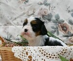 Small Photo #9 Cavalier King Charles Spaniel Puppy For Sale in MARCELLUS, MI, USA