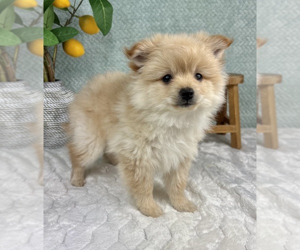 Medium Photo #6 Pomeranian Puppy For Sale in FRANKLIN, IN, USA