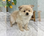 Small #5 Pomeranian