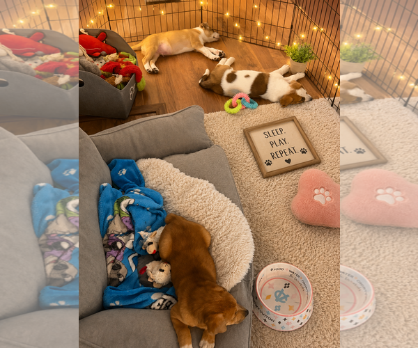 Medium Photo #4 Mutt Puppy For Sale in Euless, TX, USA