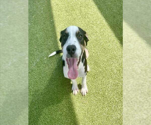 Medium Photo #2 American Pit Bull Terrier-Unknown Mix Puppy For Sale in Pasadena, TX, USA