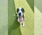 Small #1 American Pit Bull Terrier Mix