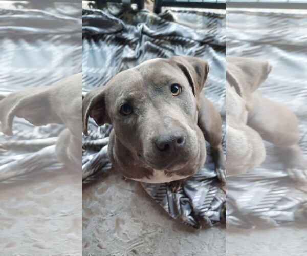 Medium Photo #3 Labrador Retriever-Unknown Mix Puppy For Sale in  Gainesville, FL, USA