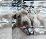 Small #2 Labrador Retriever Mix