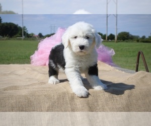 Old English Sheepdog Puppy for sale in FAIR GROVE, MO, USA