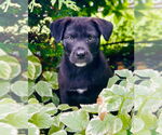 Small #2 Mutt