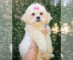 Small #1 Shih Tzu