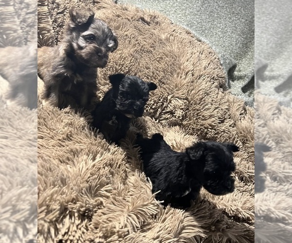 Medium Photo #14 Schnauzer (Miniature) Puppy For Sale in WALNUT COVE, NC, USA
