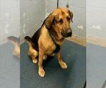 Small German Shepherd Dog-Saint Bernard Mix