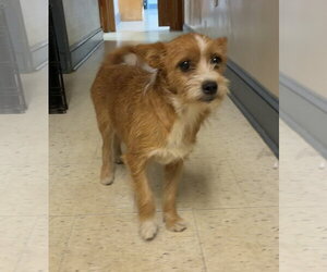 Ethel - Female Mutt Dog for Adoption - Photo #3