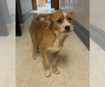 Small Photo #3 Mutt Puppy For Sale in Raleigh, NC, USA