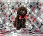 Benson - Male ShihPoo Puppy for Sale - Photo #6
