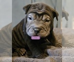 Puppy 3 Chinese Shar-Pei