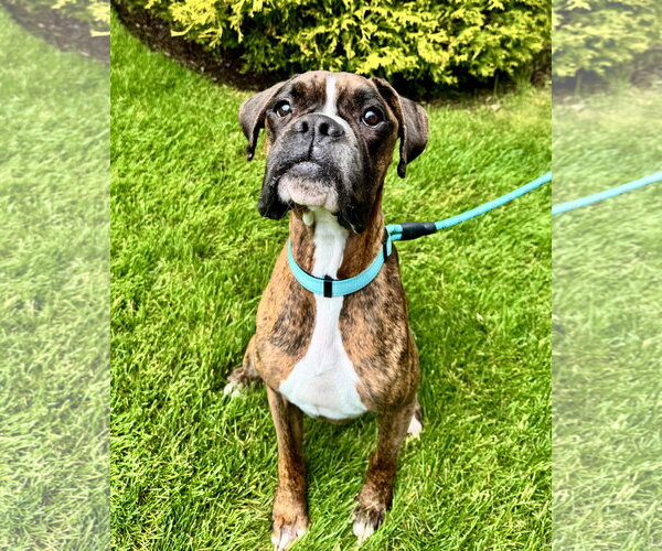 Medium Photo #1 Boxer Puppy For Sale in Dumont, NJ, USA