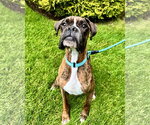 Small Boxer