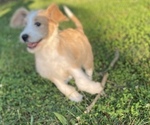 Small Photo #3 Labradoodle Puppy For Sale in CANON, GA, USA