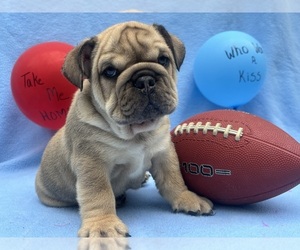 Medium English Bulldog