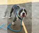 Small #2 Mutt