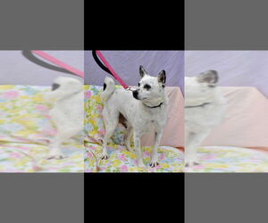 Chip-Sponsored - Male Chihuahua-Unknown Mix Dog for Adoption - Photo #11