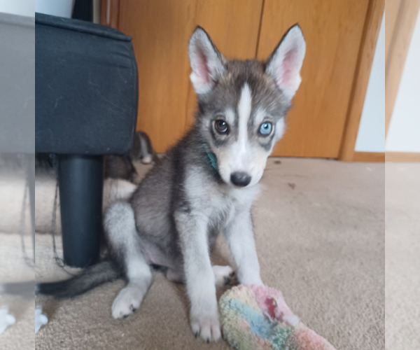 Medium Photo #3 Gerberian Shepsky Puppy For Sale in EDMORE, MI, USA