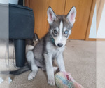 Small #2 Gerberian Shepsky