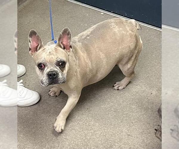 Medium Photo #1 French Bulldog Puppy For Sale in HESPERIA, CA, USA