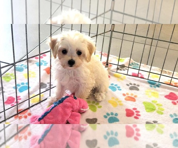 Medium Photo #14 Maltipoo (Toy) Puppy For Sale in ORO VALLEY, AZ, USA