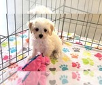 Small #13 Maltipoo (Toy)