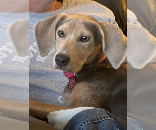 Medium Photo #2 Mutt Puppy For Sale in Sanderson, FL, USA
