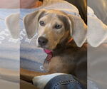 Small #1 Mutt