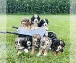 Small #1 Bernedoodle (Miniature)