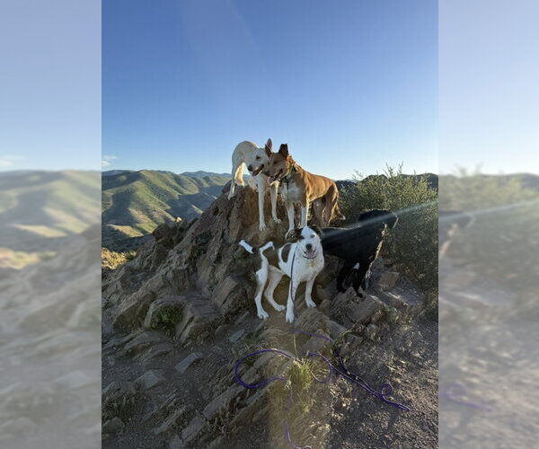 Medium Photo #26 Mutt Puppy For Sale in Sandy, UT, USA