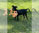 Small Photo #4 Labrador Retriever-Unknown Mix Puppy For Sale in Derwood, MD, USA