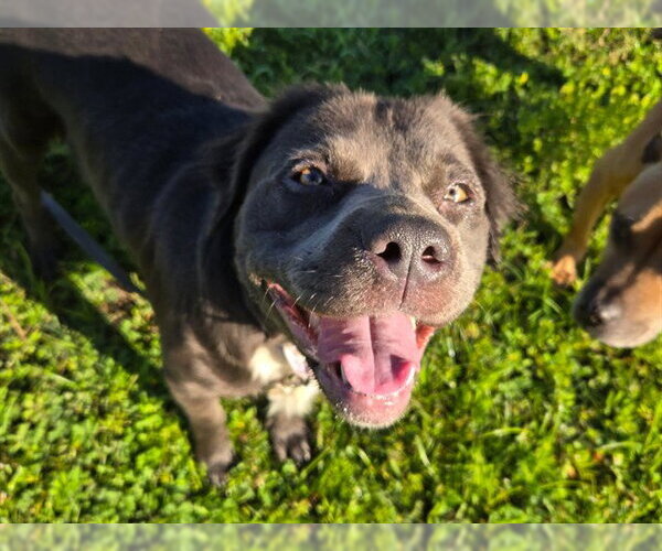 Medium Photo #1 American Pit Bull Terrier-Papillon Mix Puppy For Sale in Ocala, FL, USA