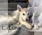 Puppy 2 German Shepherd Dog-Siberian Husky Mix