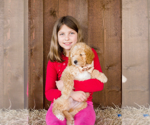 Medium Photo #5 Goldendoodle (Miniature) Puppy For Sale in LITTLE ROCK, AR, USA
