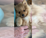 Small Photo #3 Pomeranian Puppy For Sale in AUSTIN, TX, USA