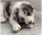 Small Photo #5 Border Collie Puppy For Sale in EVERETT, WA, USA
