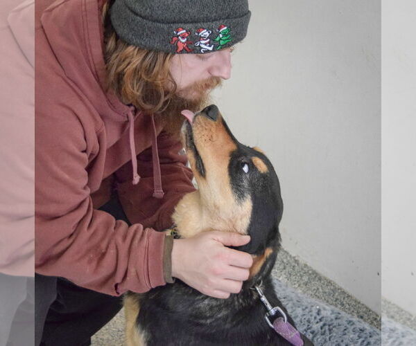 Medium Photo #5 Rottweiler-Unknown Mix Puppy For Sale in Huntley, IL, USA