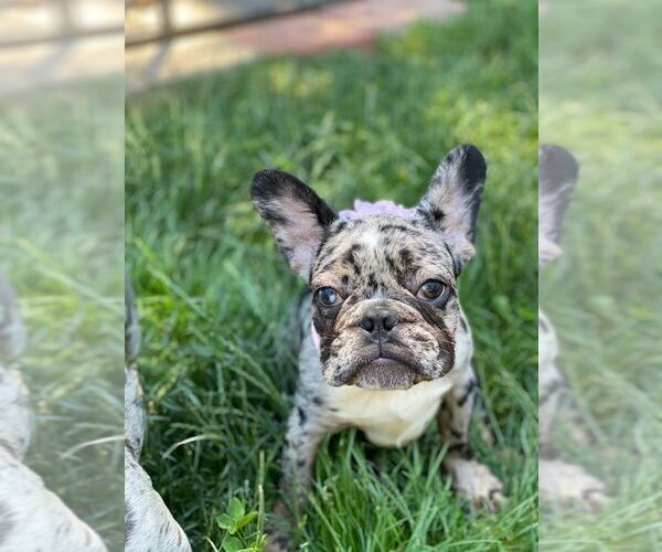 Medium Photo #6 French Bulldog Puppy For Sale in PALO ALTO, CA, USA