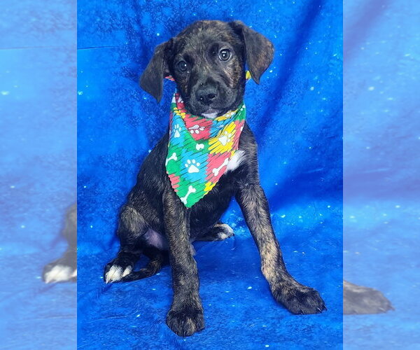 Medium Photo #1 Labrador Retriever-Unknown Mix Puppy For Sale in Wetumpka, AL, USA