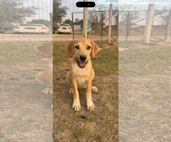 Medium Photo #7 Labrador Retriever-Unknown Mix Puppy For Sale in Fort Worth, TX, USA