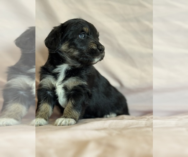 Medium Photo #12 Corgipoo Puppy For Sale in LONGMONT, CO, USA