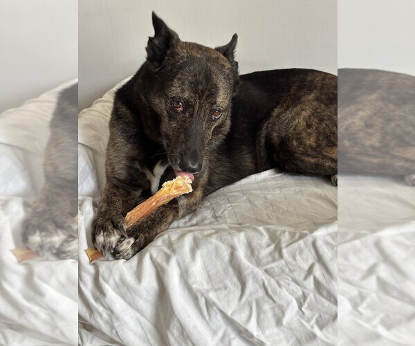 Medium Photo #9 German Shepherd Dog-Holland Shepherd Mix Puppy For Sale in Imlay City, MI, USA